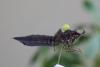 Anax sp.